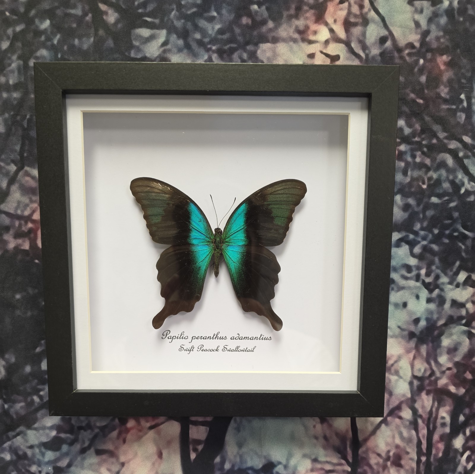 Swift Peacock Swallowtail (Papilio peranthus adamantius) Entomology shadow frame