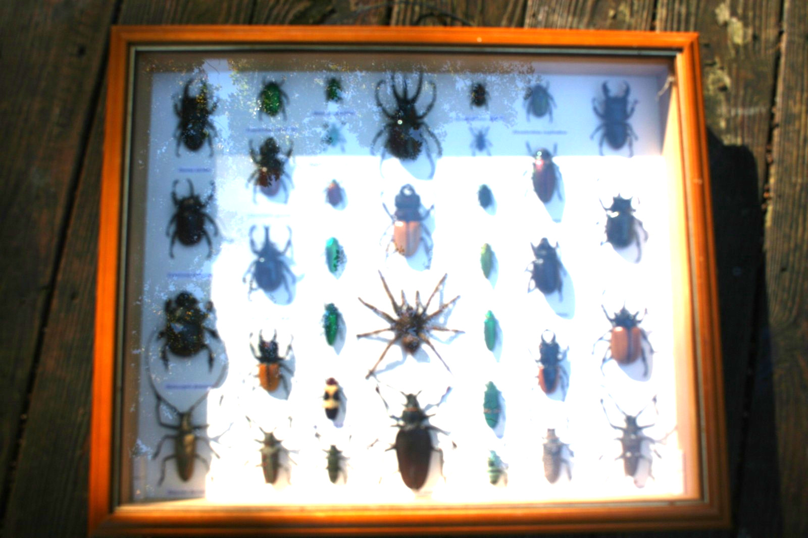 Entomology Collection Of 35 Beetles & One Tarantula Spider Mounted & Framed