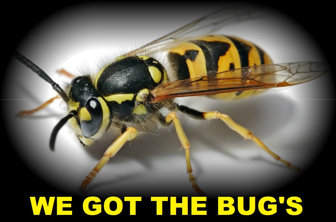 ⭐️⭐️⭐️⭐️⭐️ 24 REAL  YELLOW JACKET WASP V Pensylanica Dried SPECIMEN INSECT