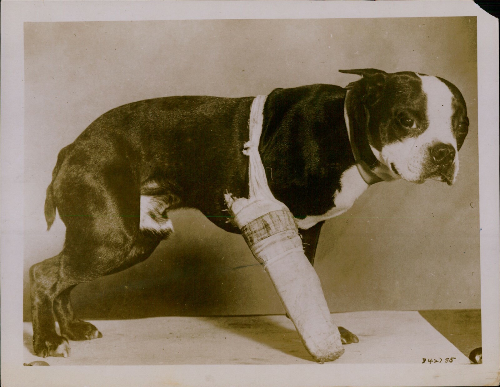 GA49 Original Underwood Photo PUPPY WITH BROKEN LEG Set in Cast Cute Dog Pooch