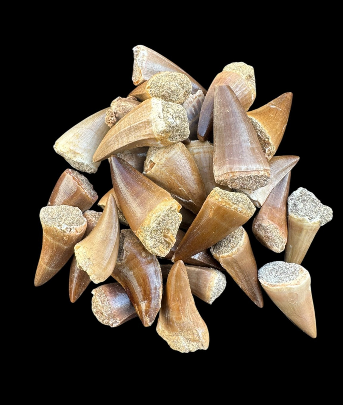 Rare set of 30 authentic Mosasaurus fossil teeth from Morocco