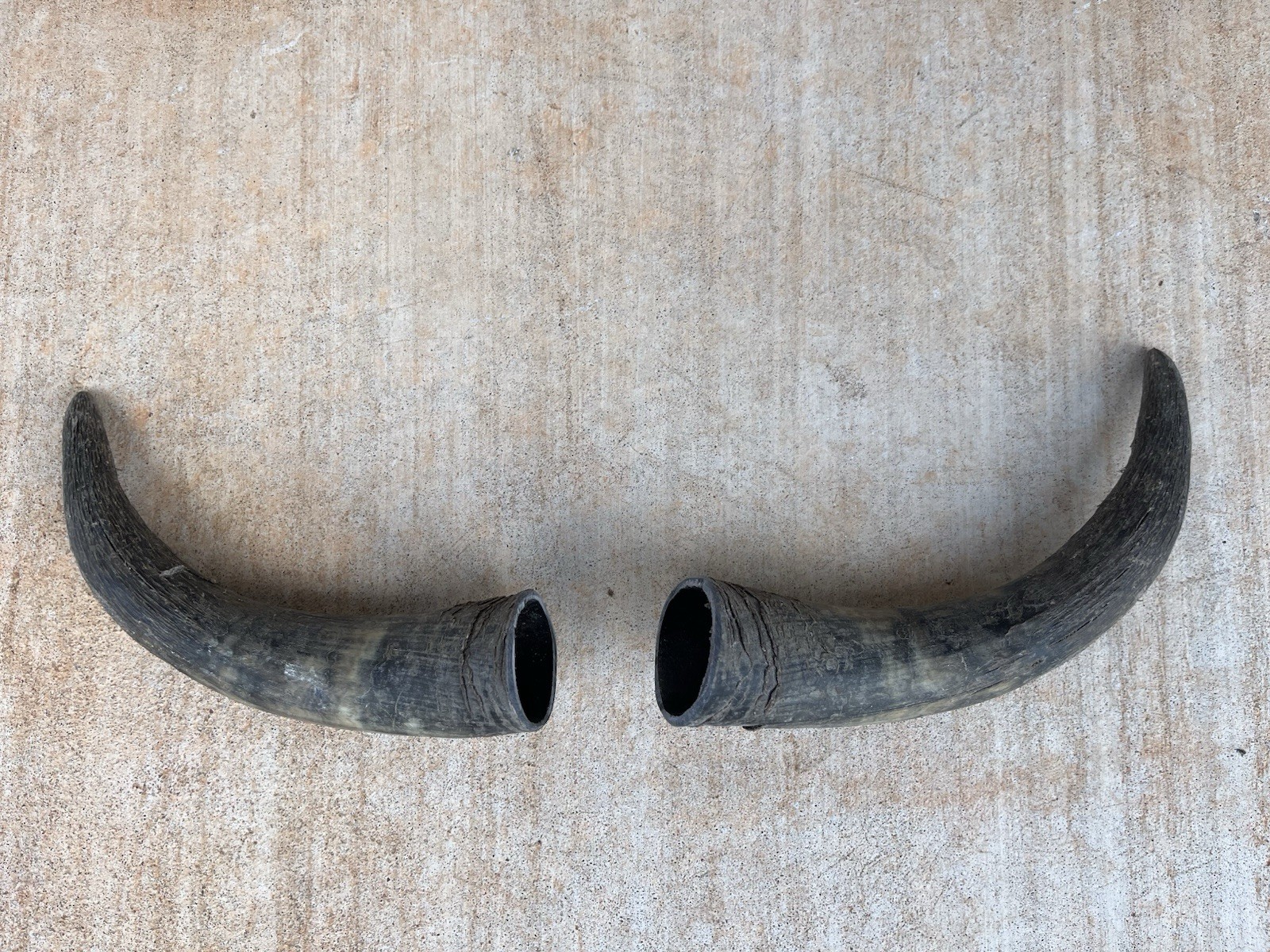 STEER HORN 9 1/2 Inch UnPOLISHED Pair BULL COW Horn