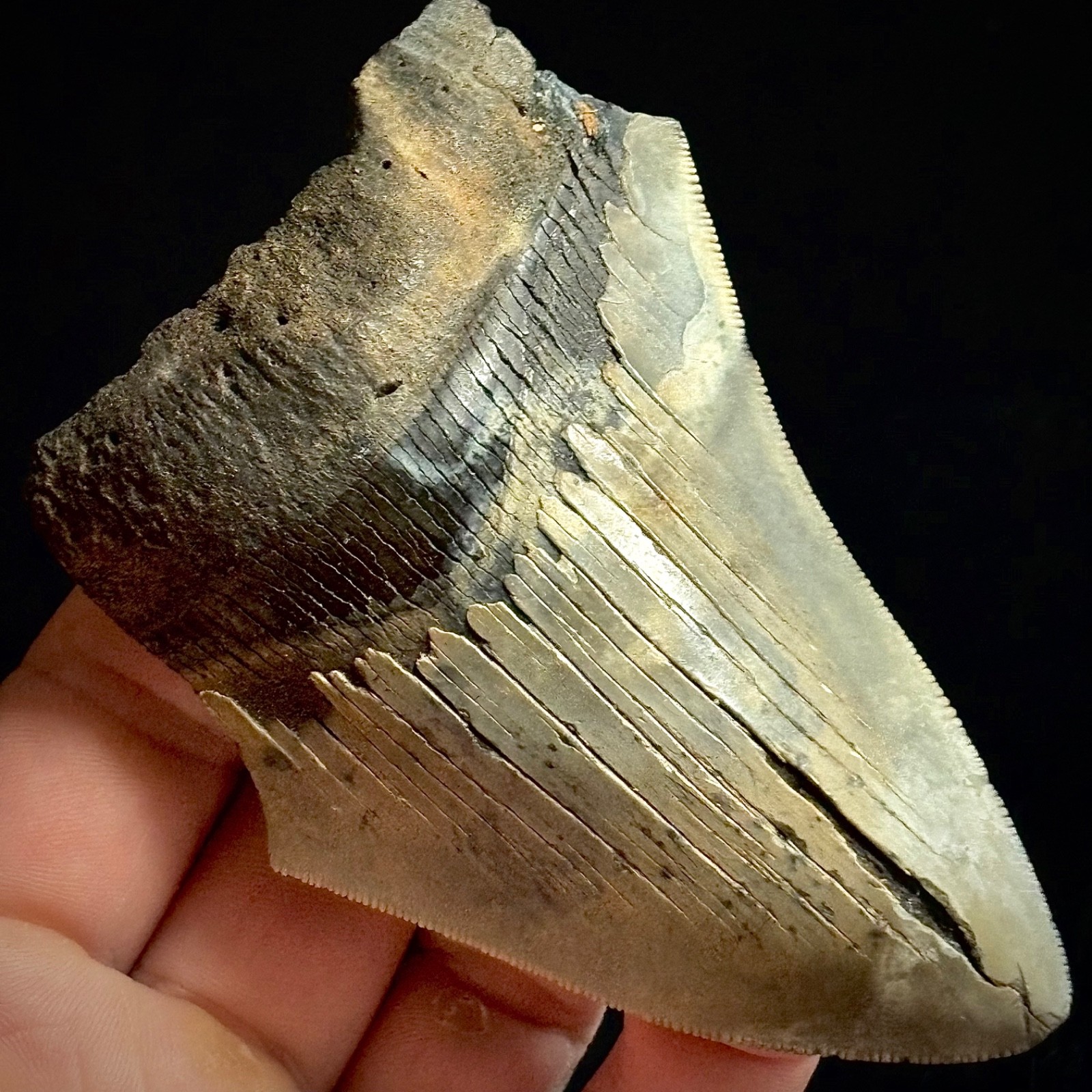 Megalodon Shark Tooth (Otodus megalodon) 3.69\