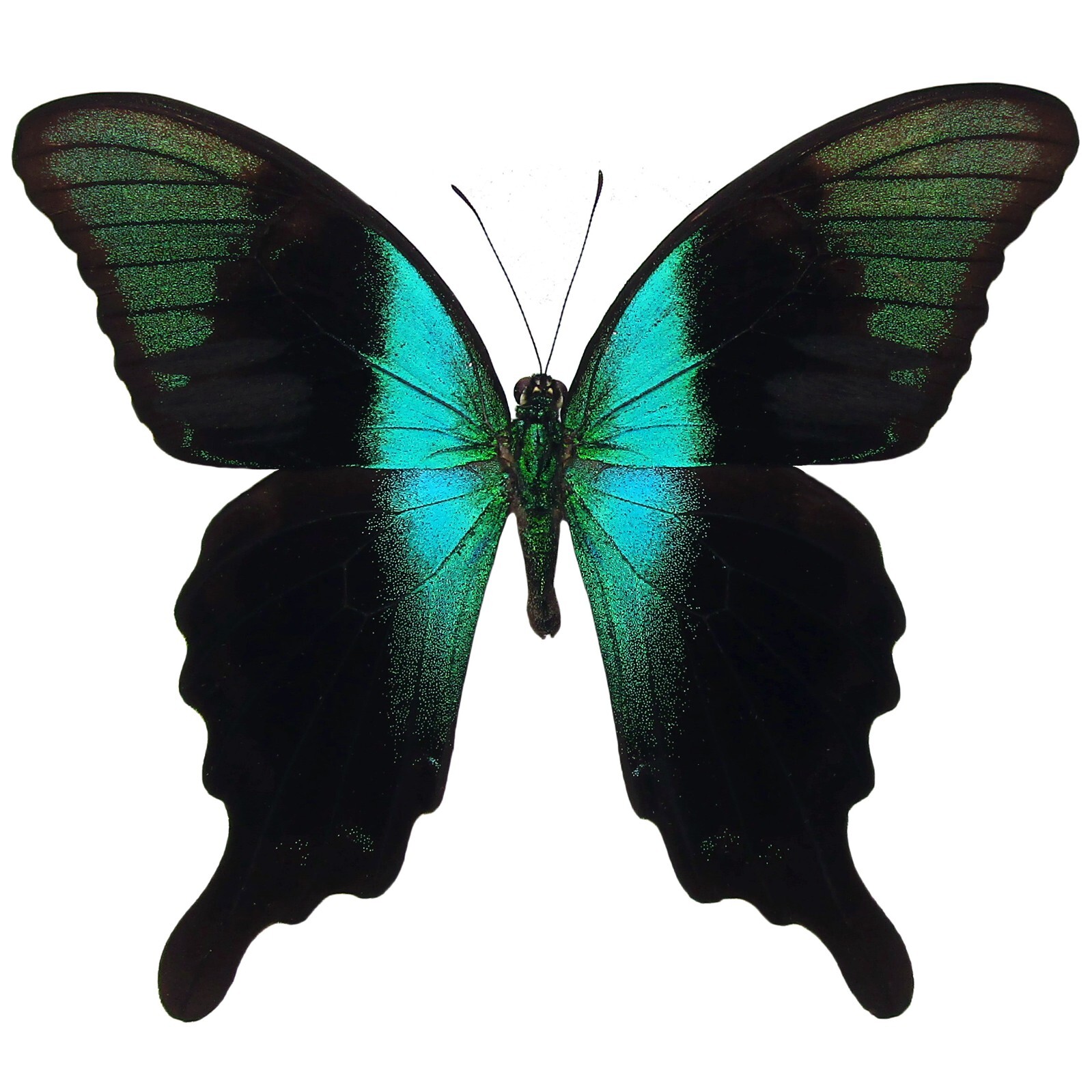 Papilio adamantius ONE REAL BUTTERFLY GREEN WINGS CLOSED INDONESIA
