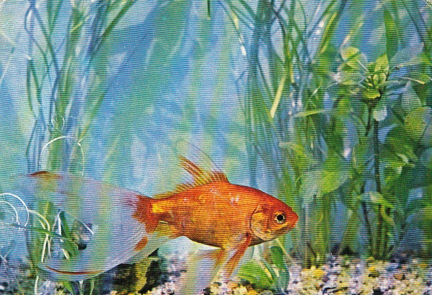 Goldfish Carrasius auratus postcard * # PL02 RARE