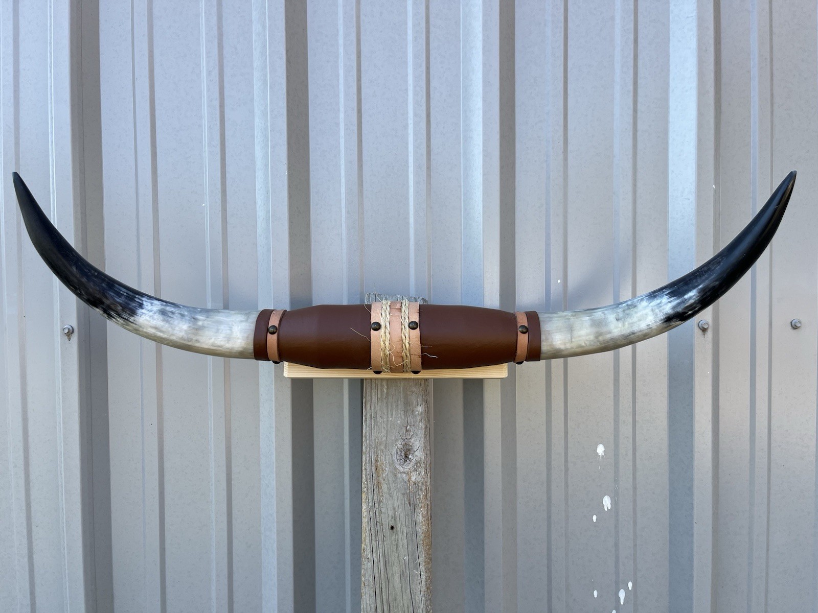 MOUNTED STEER HORNS 32 Inches LONGHORN POLISHED MOUNT BULL COW