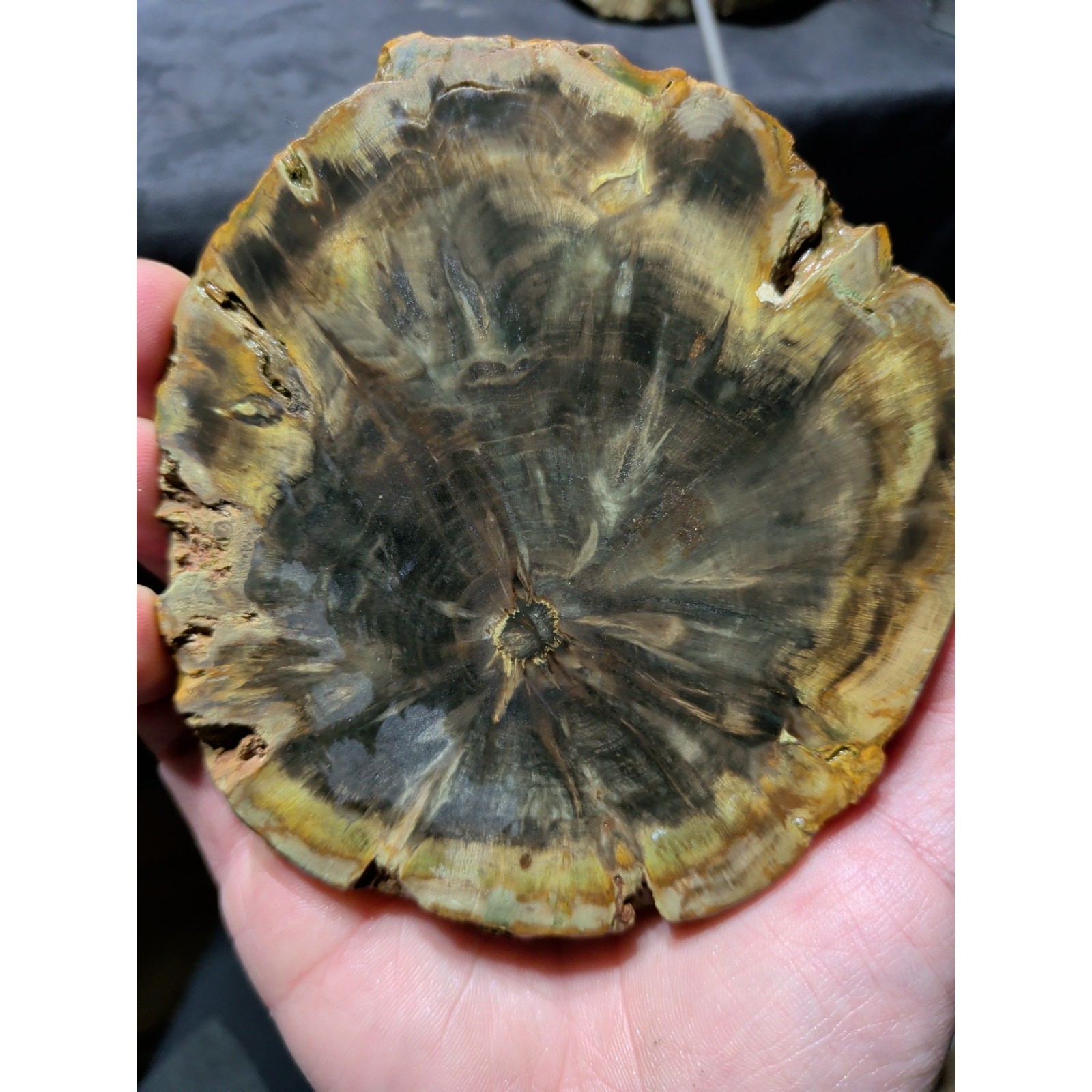 Zimbabwe Petrified Wood Slab Specimen (7.6oz)