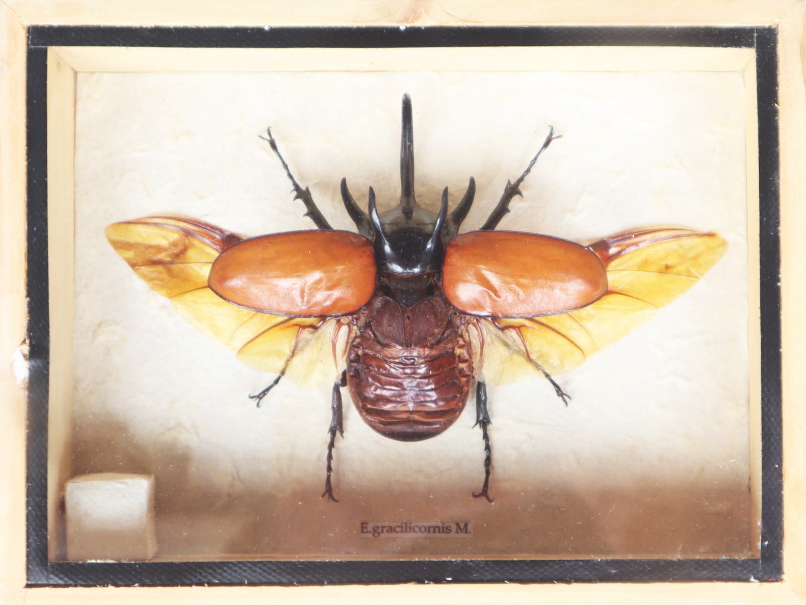 Real Giant 5 Horned Rhino Beetle Eupatoris Gracilicornis Taxidermy Box Display