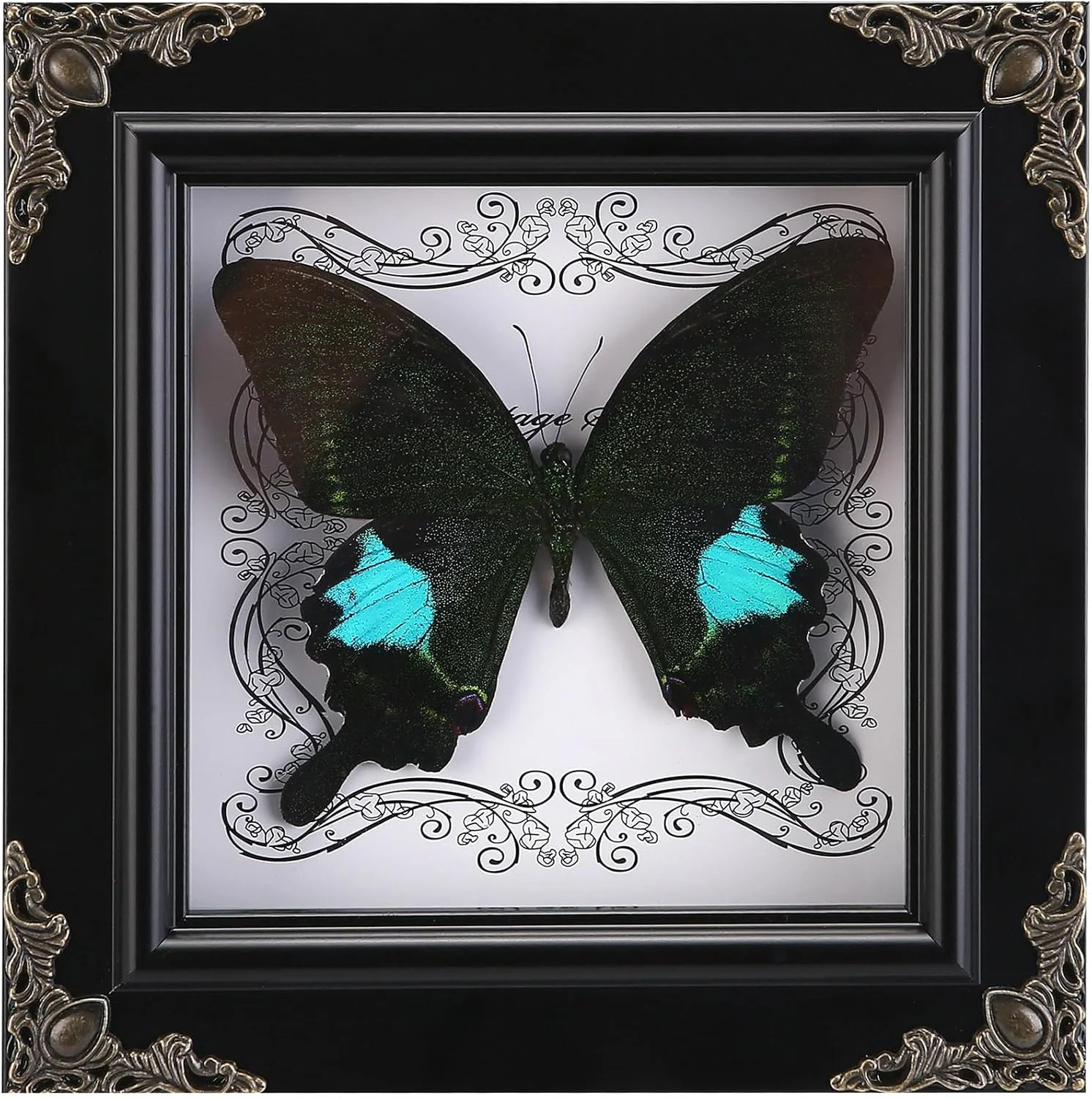 Real Framed Butterfly Specimen, Handmade Butterfly Taxidermy Shadow Box, Goth Gi