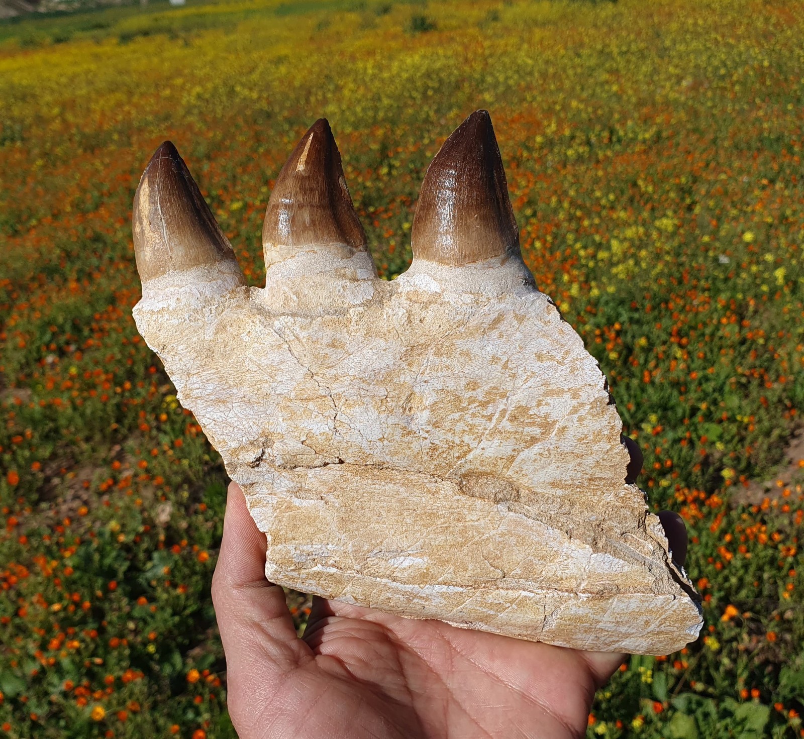 Authentic Mosasaur Jaw Fossil from Morocco Rare Marine Reptile Fossilized Jawbon