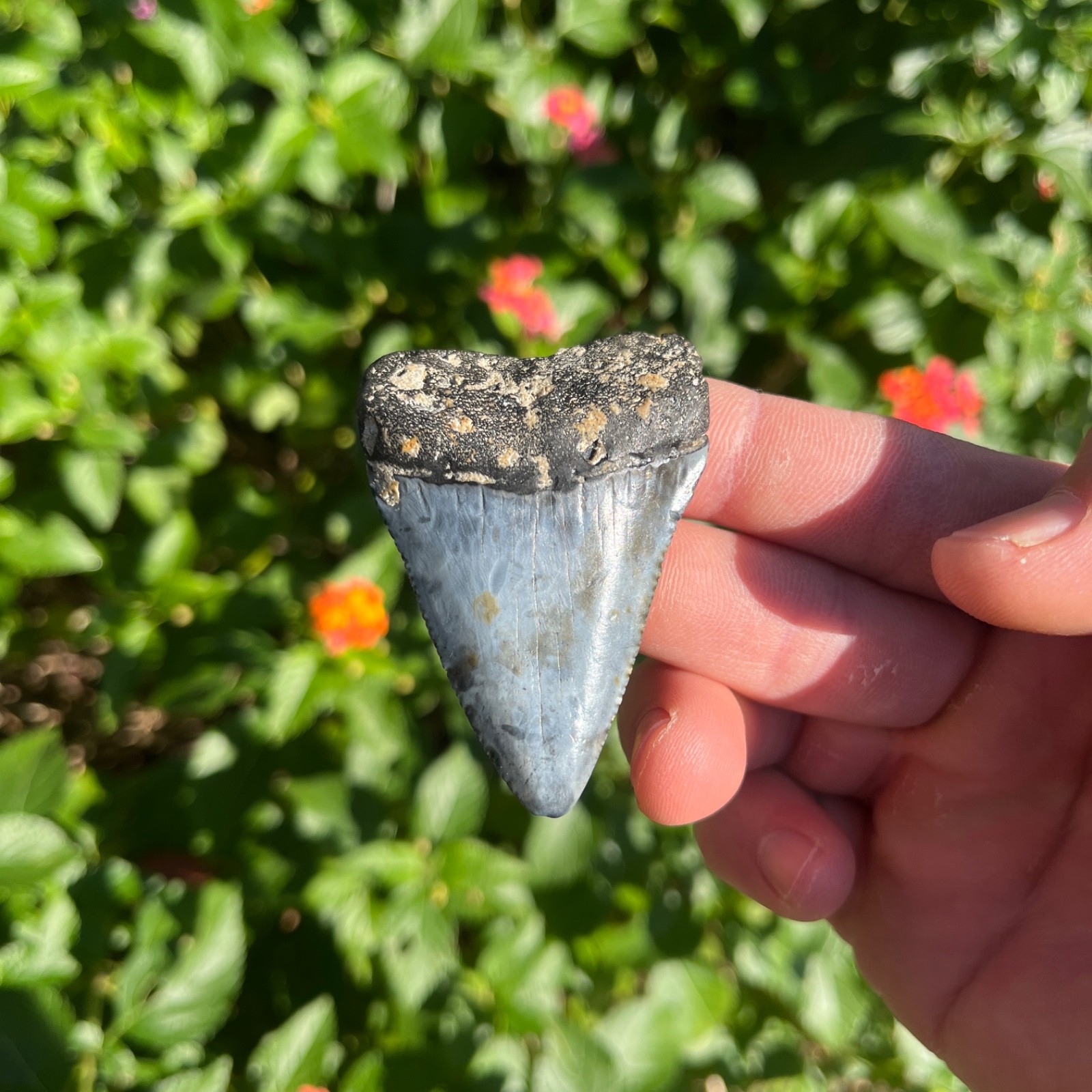 GREAT WHITE SHARK TOOTH 2.5 INCHES REAL FOSSIL - 