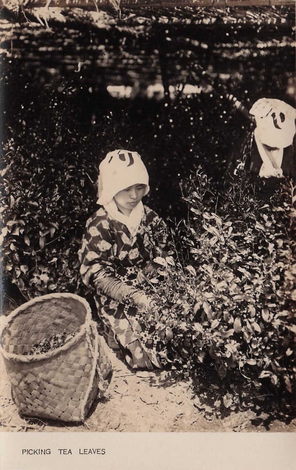 RPPC Japan Young Woman Picking Tea Leaves Government Railways Photo Postcard J26