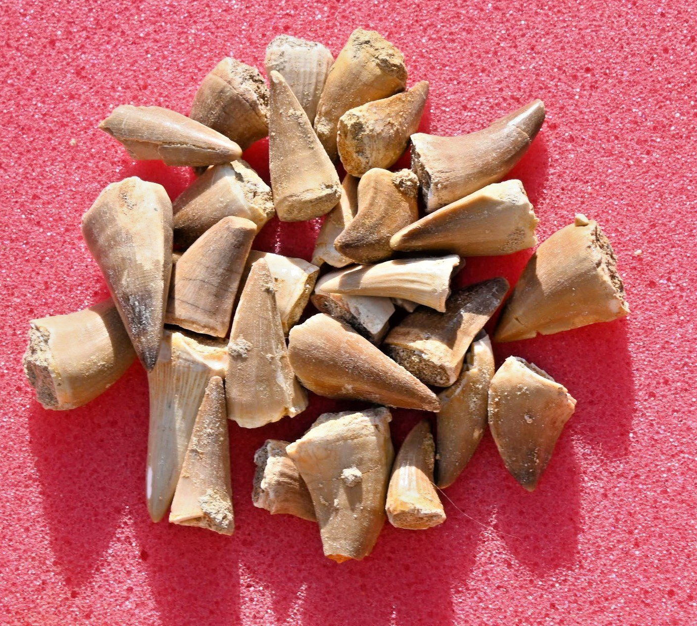 Twenty Five A++ Mosasaur teeth, from Morocco #2