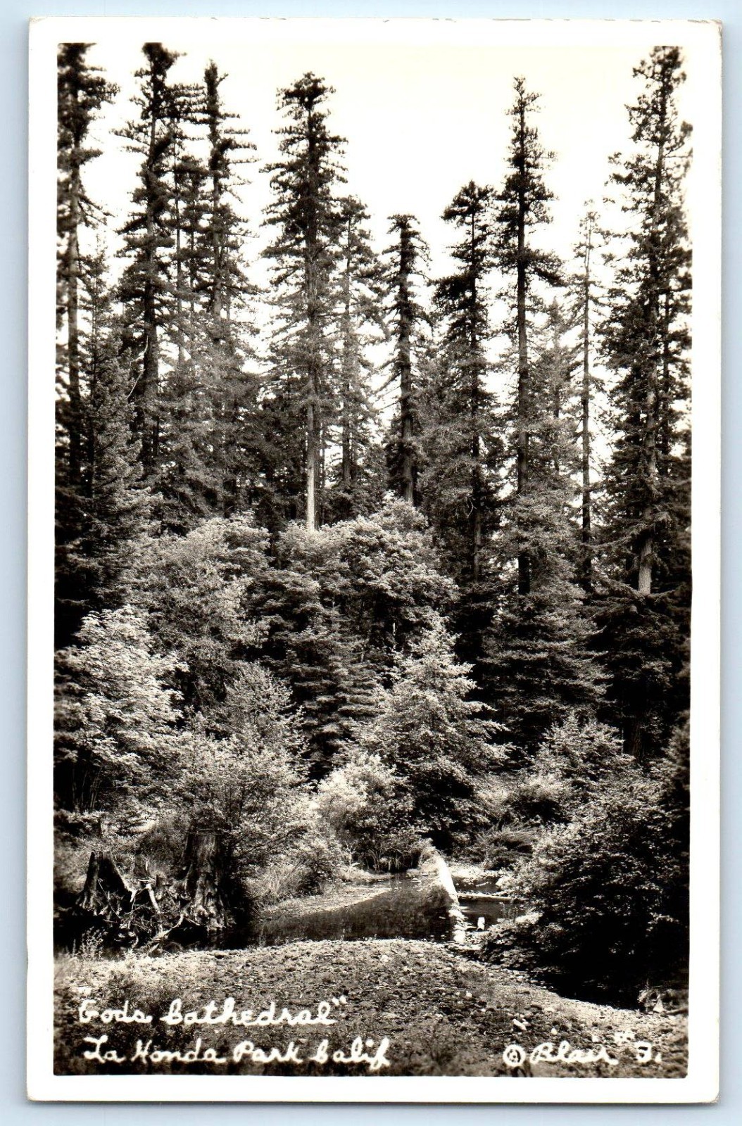 c1910\'s Gods Cathedral La Honda Park California CA RPPC Photo Antique Postcard