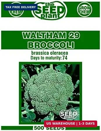 Waltham 29 Broccoli Seeds - 500 Seed Non-GMO