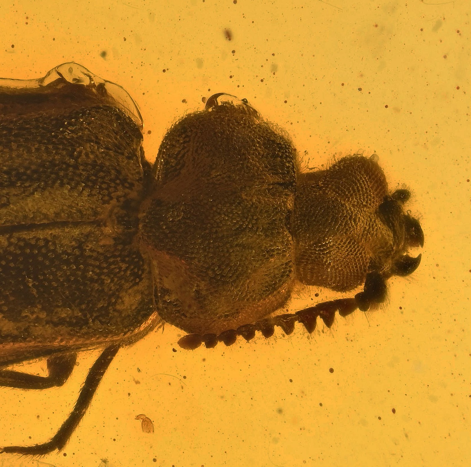 Detailed Coleoptera (Beetle) - Fossil Insect Inclusion in Burmese Amber