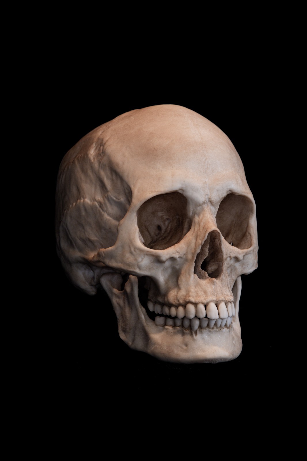 Life Size Female Human Skull Replica Adult Anatomy Model