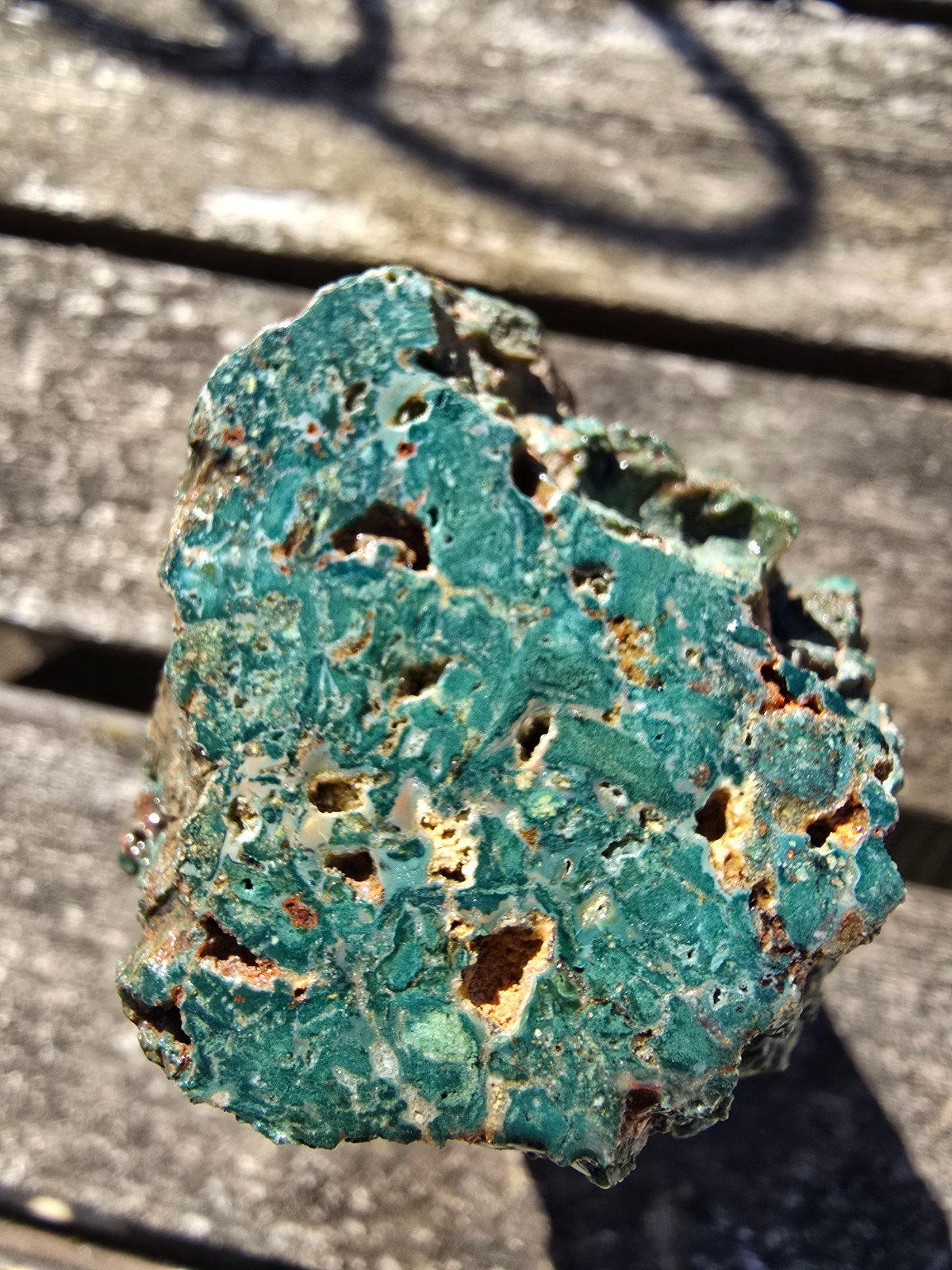 Hampton Butte Oregon Green Petrified Wood 14.7 oz Polished Ends Old Stock