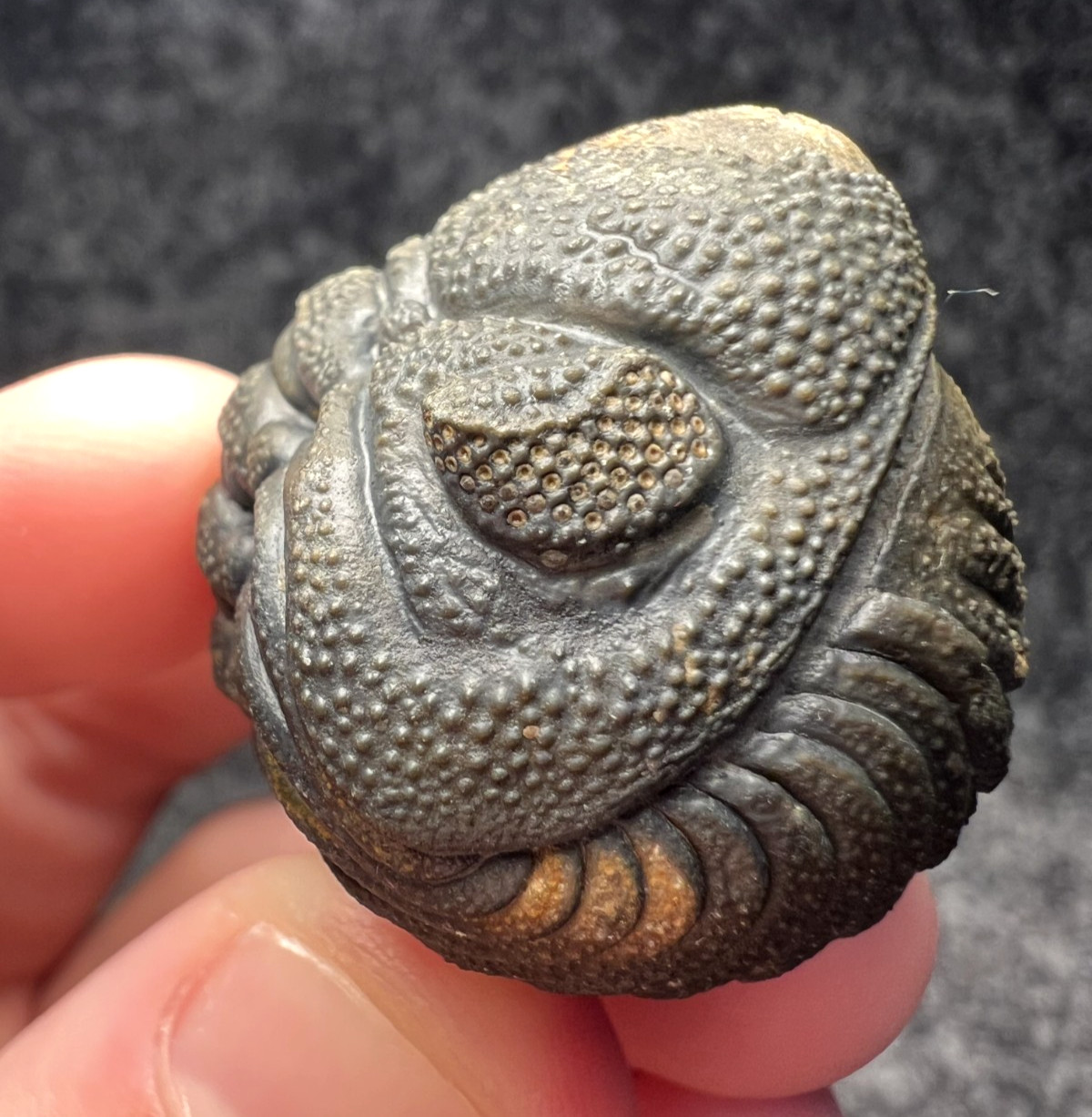 Moroccops sp. Trilobite Fossil – Excellent Natural Detail ✅