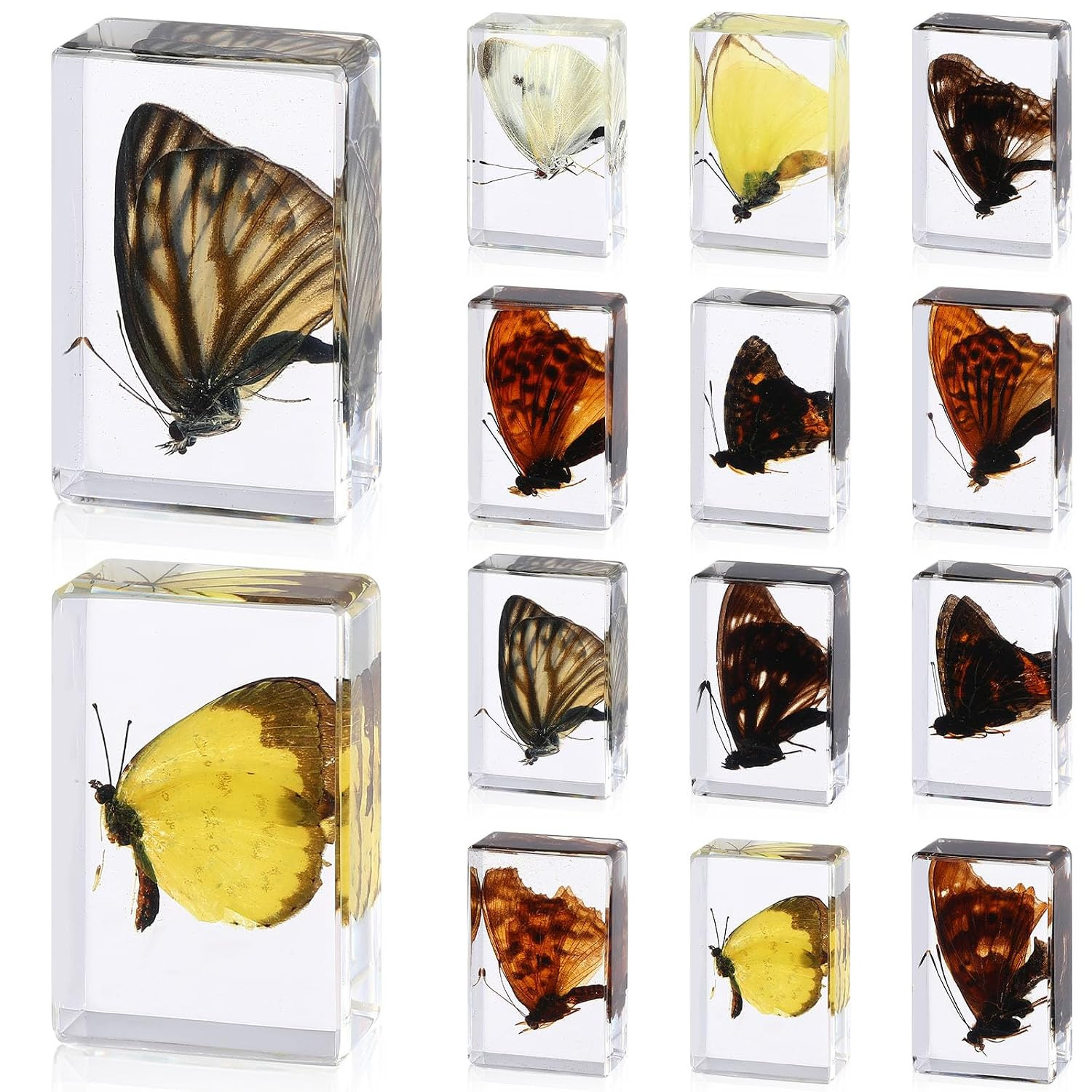 12 Pcs Butterfly Insect in Resin Specimen Bugs Collection Paperweights，12 Styles