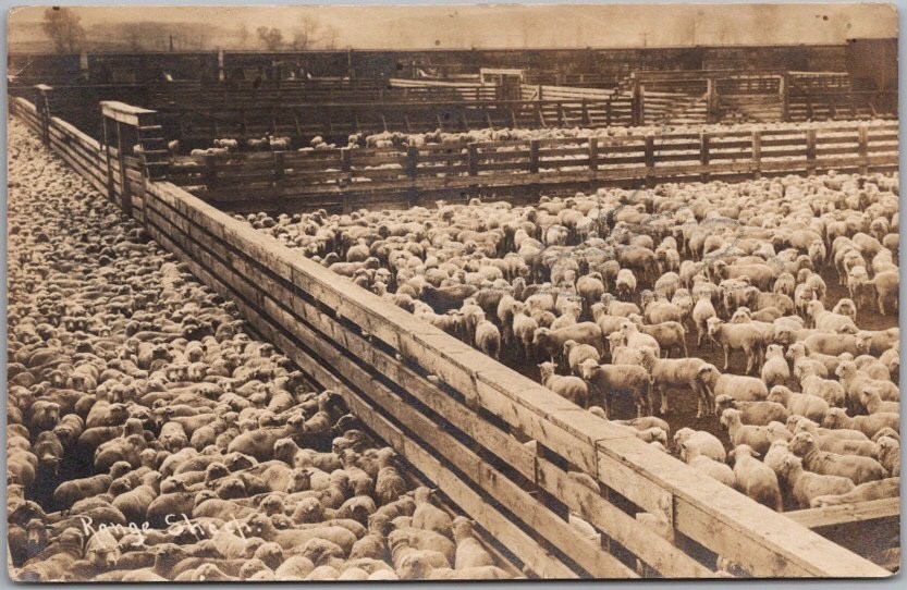 1909 Photo RPPC Postcard 