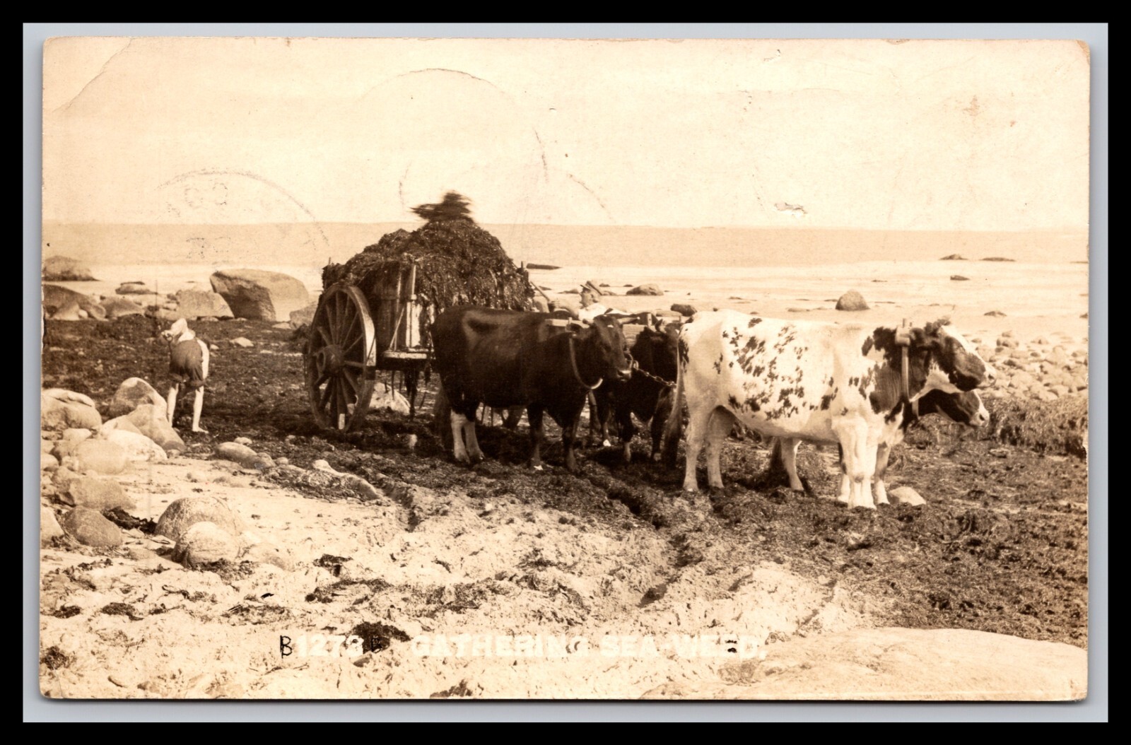 Post Card   RPPC Rhode Island  Gathering Sea Weed 1923