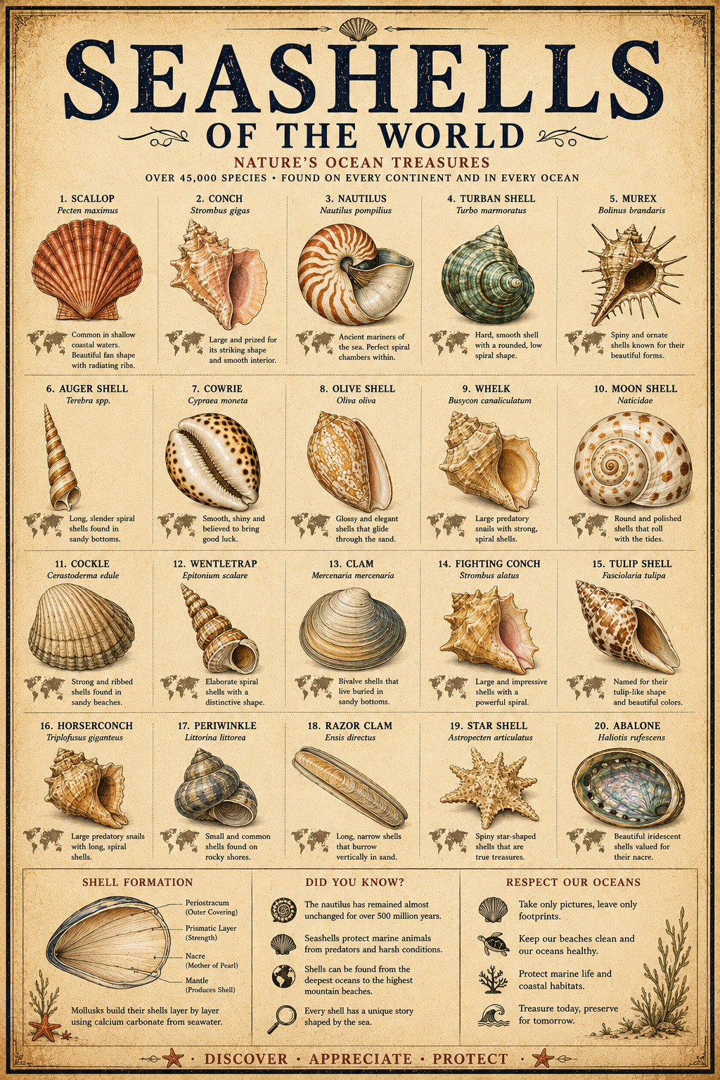 Seashells of the World Poster 13x19 – Vintage Shell Species Chart Coastal Ocean