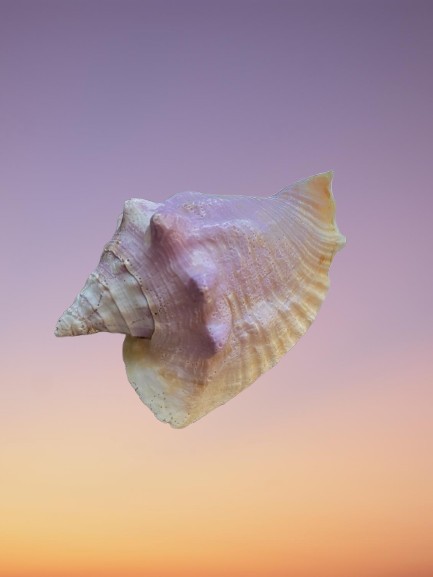RARE Macrostrombus costatus Milk Conch – Deep Lavender & White – Florida F++