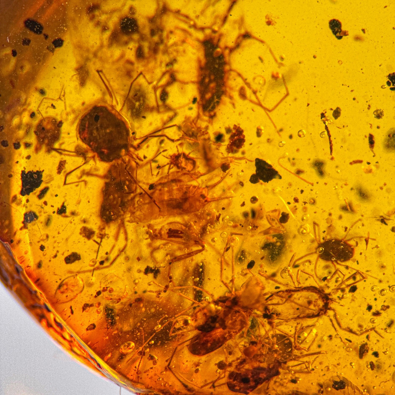 Mite SWARM in Burmese / Burmite amber fossil / 100% genuine