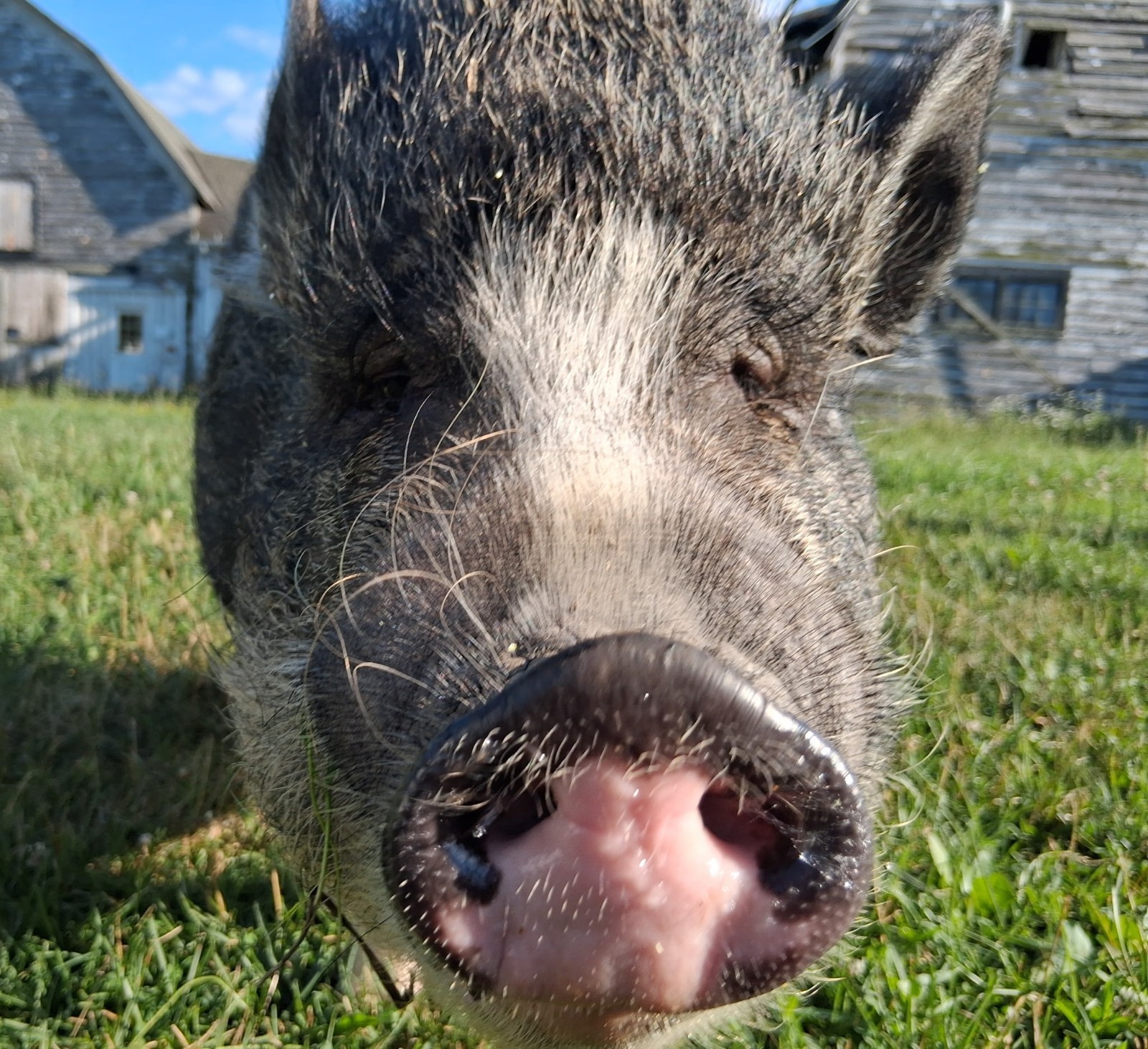 Help Feed 3 Pigs & 2 Goats for a Month 🐐🐷❤️ CHARITY