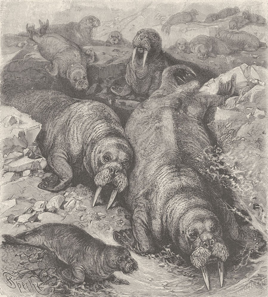 CARNIVORES. Walruses on the ice 1894 old antique vintage print picture