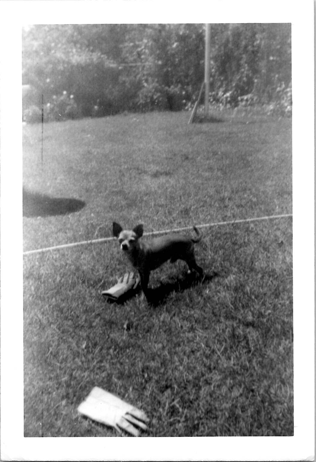 Cute Tiny Chihuahua Dog Snapshot Animals Funny Pets 1950s Vintage Photo