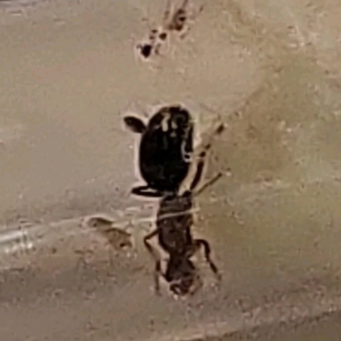 Unknown species queen ant.