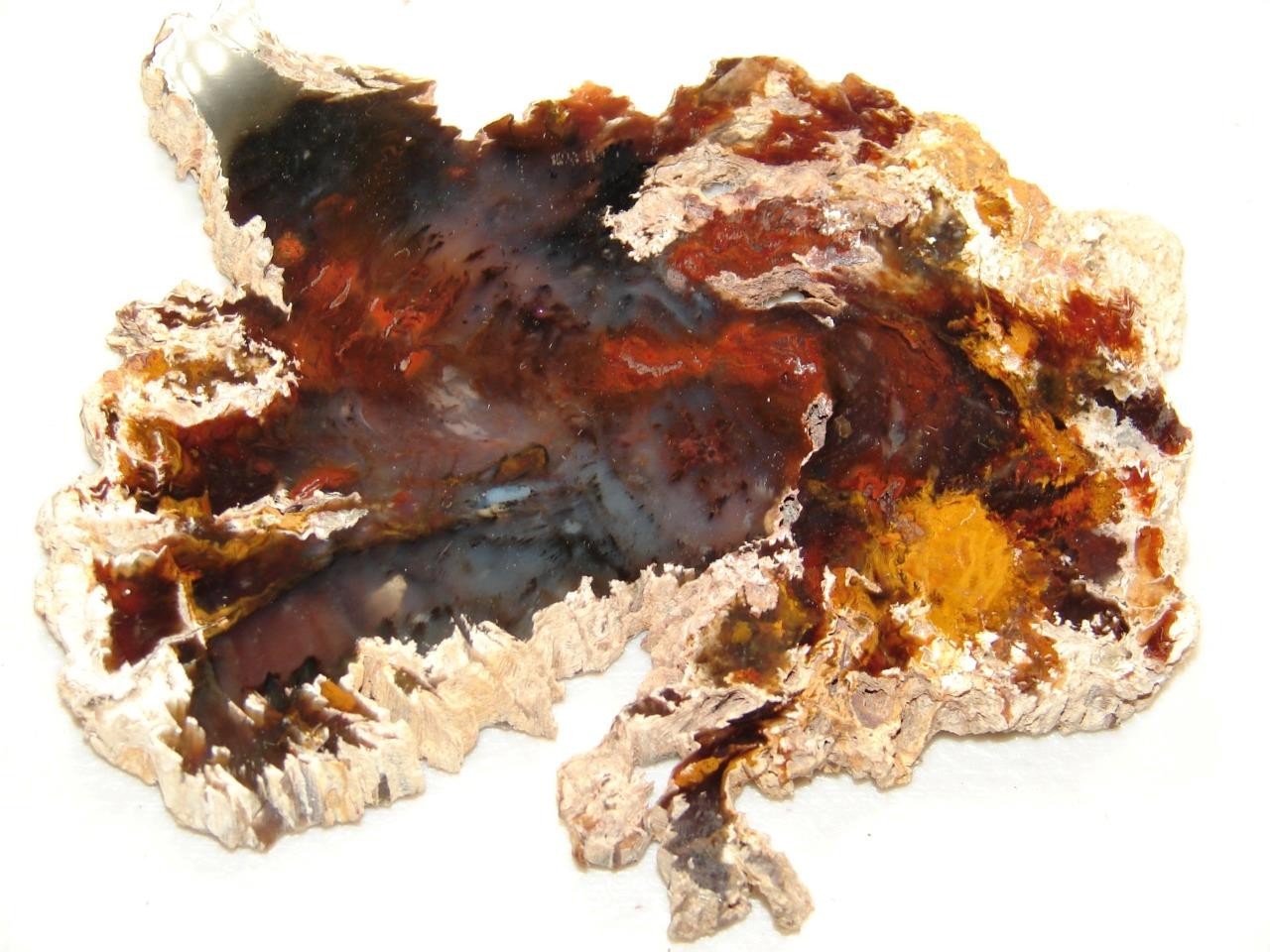 Amazing Hubbard Basin Petrified Wood Slab - 105g - Nevada - Material from 50s