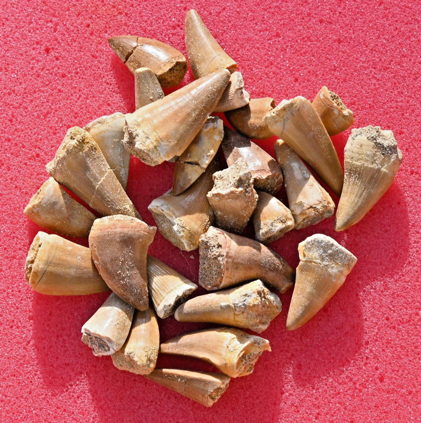 Twenty Five A++ Mosasaur teeth, from Morocco #1