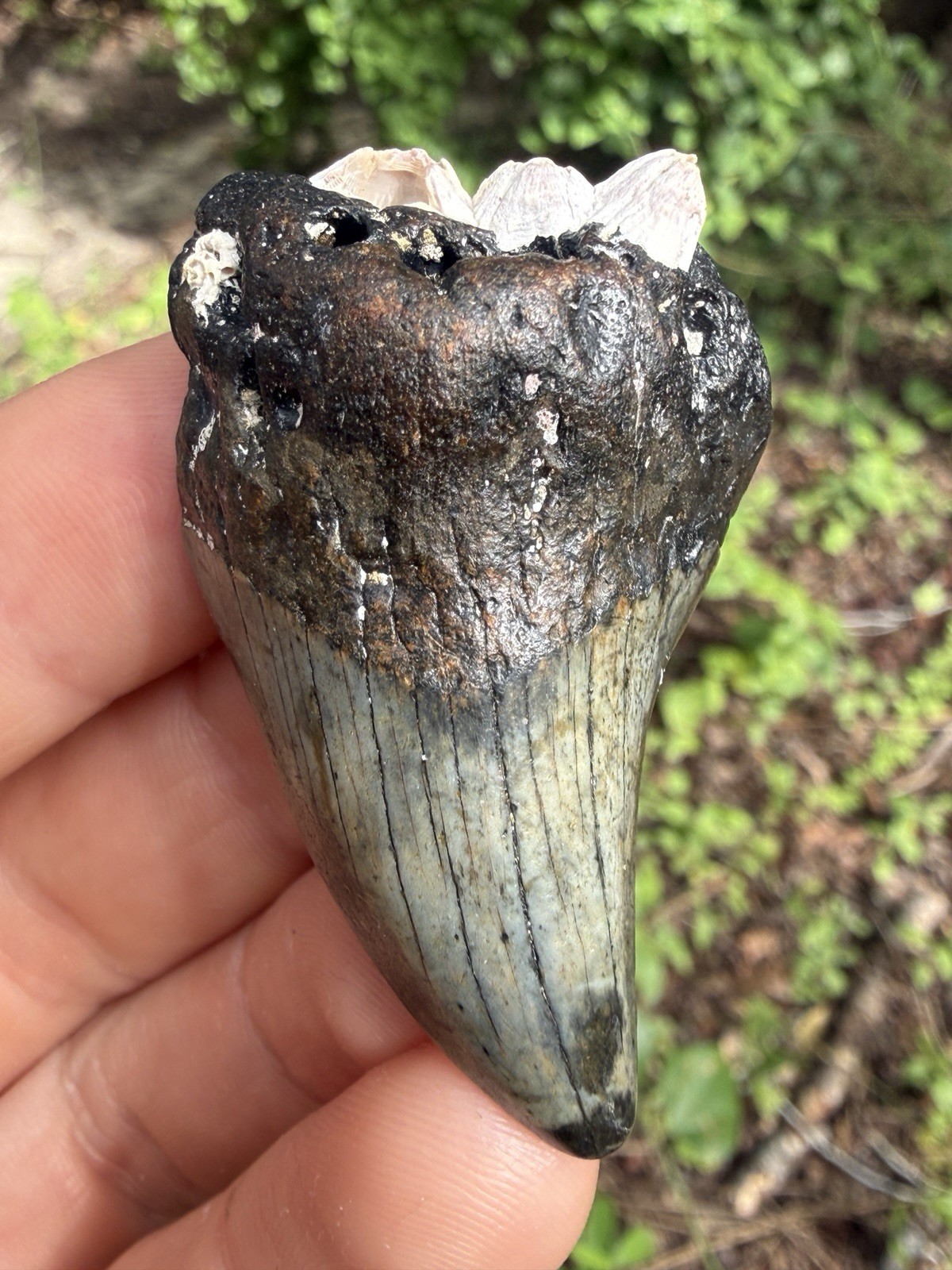 Very Rare NC Parotodus Benedini Shark Tooth Fossil 