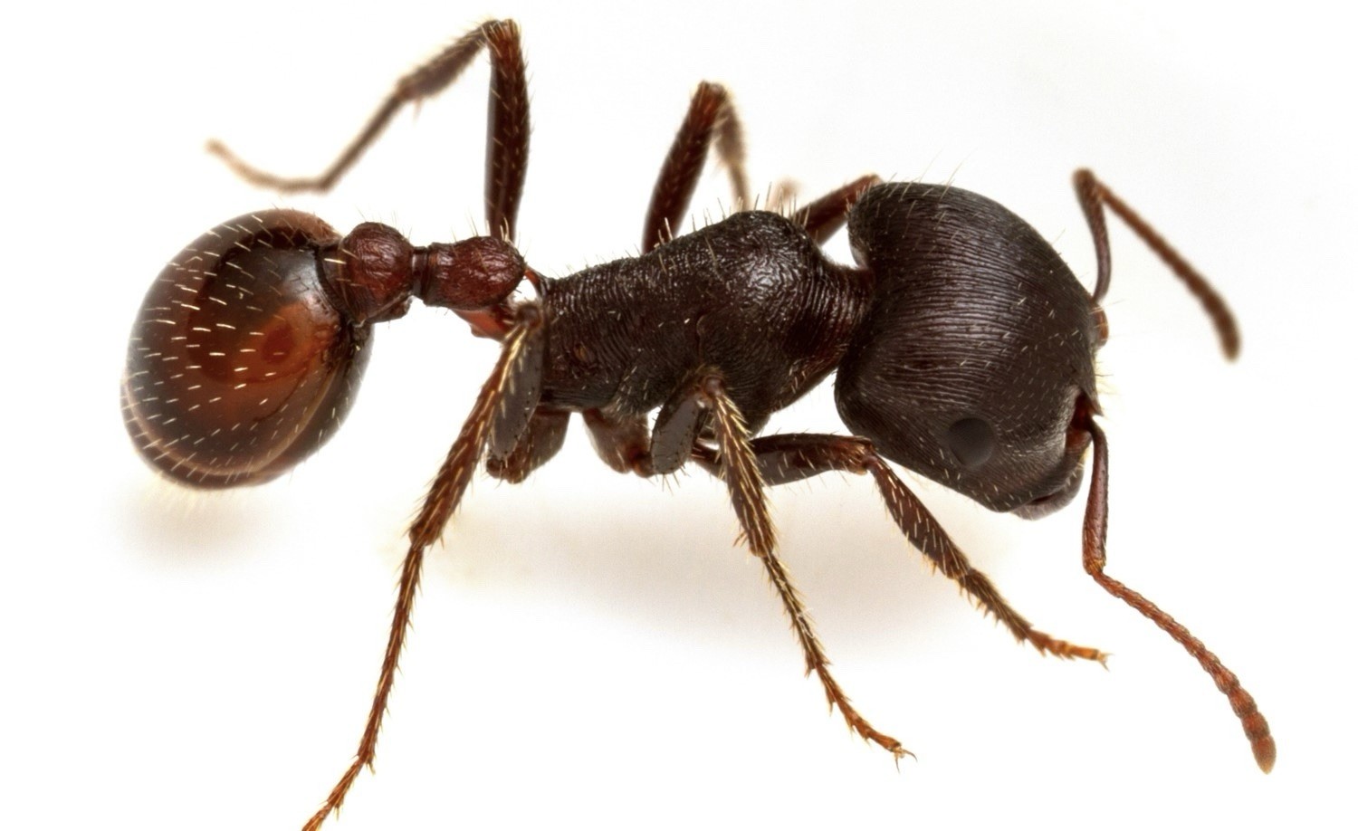 Queen Ant with 1-5 Workers Pogonomyrmex Rugosus Queen ants (Rough Harvester Ant)