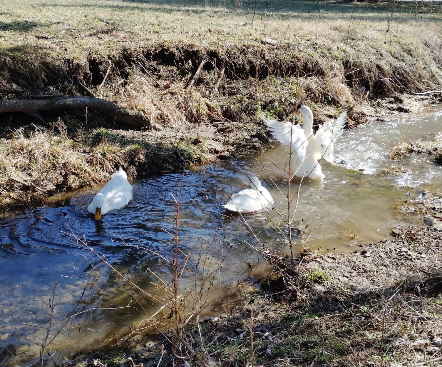 Help Feed 13 Ducks & 3 Turkeys for a Month 🦆🦃❤️ CHARITY