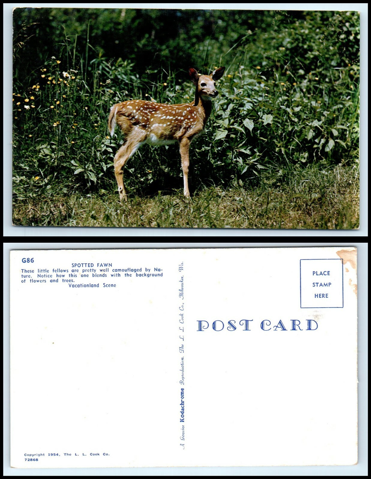 Vintage Postcard - Spotted Fawn Deer \