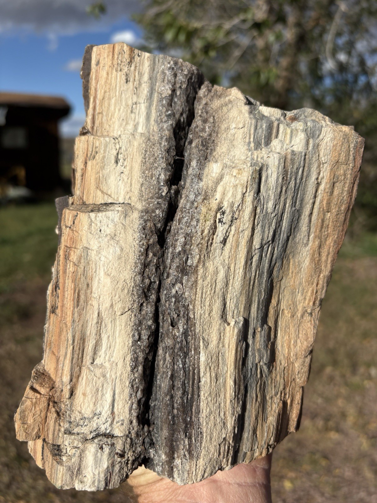 ☘️RR⛏️: Rough Woodworthia Petrified Wood W/Smoky Quartz 14 Lb