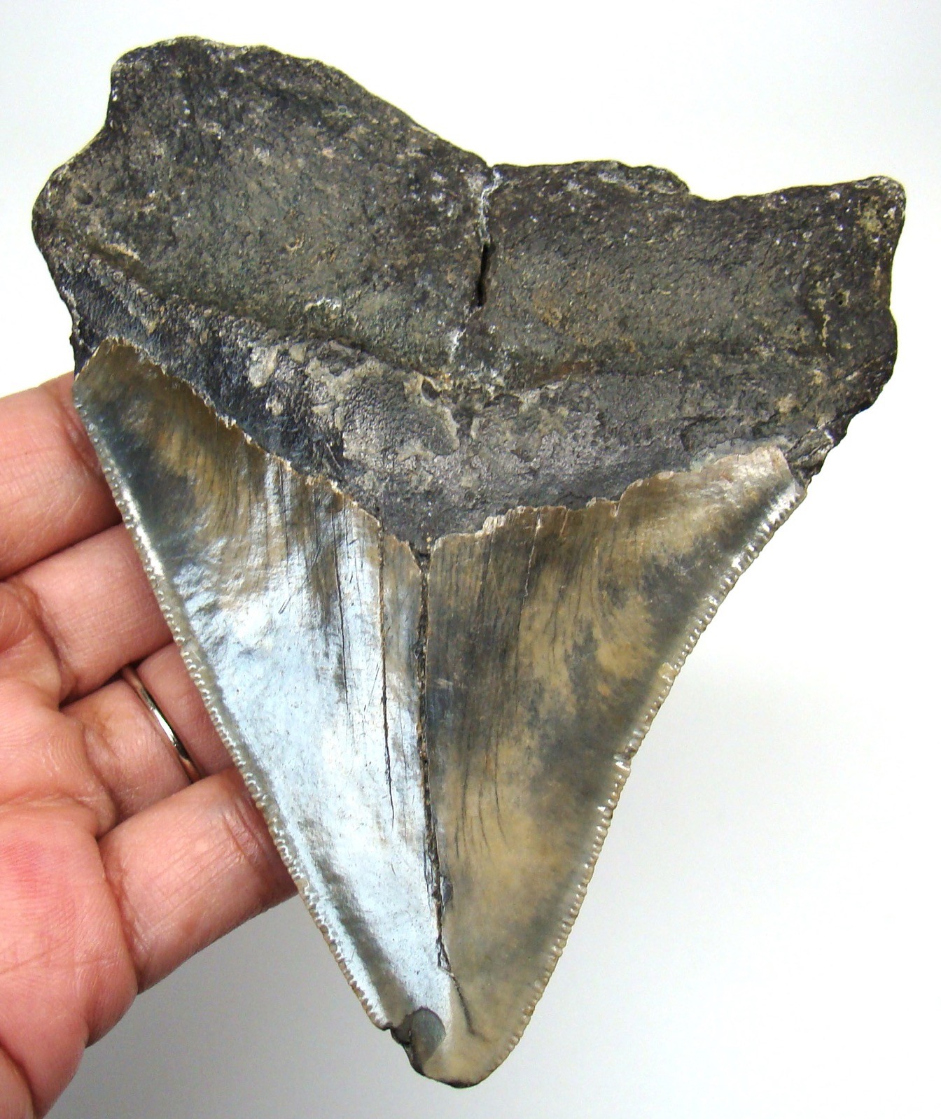 Megalodon Shark tooth Real Fossil 4.35” Serrated Shark teeth Meg NO Restorations