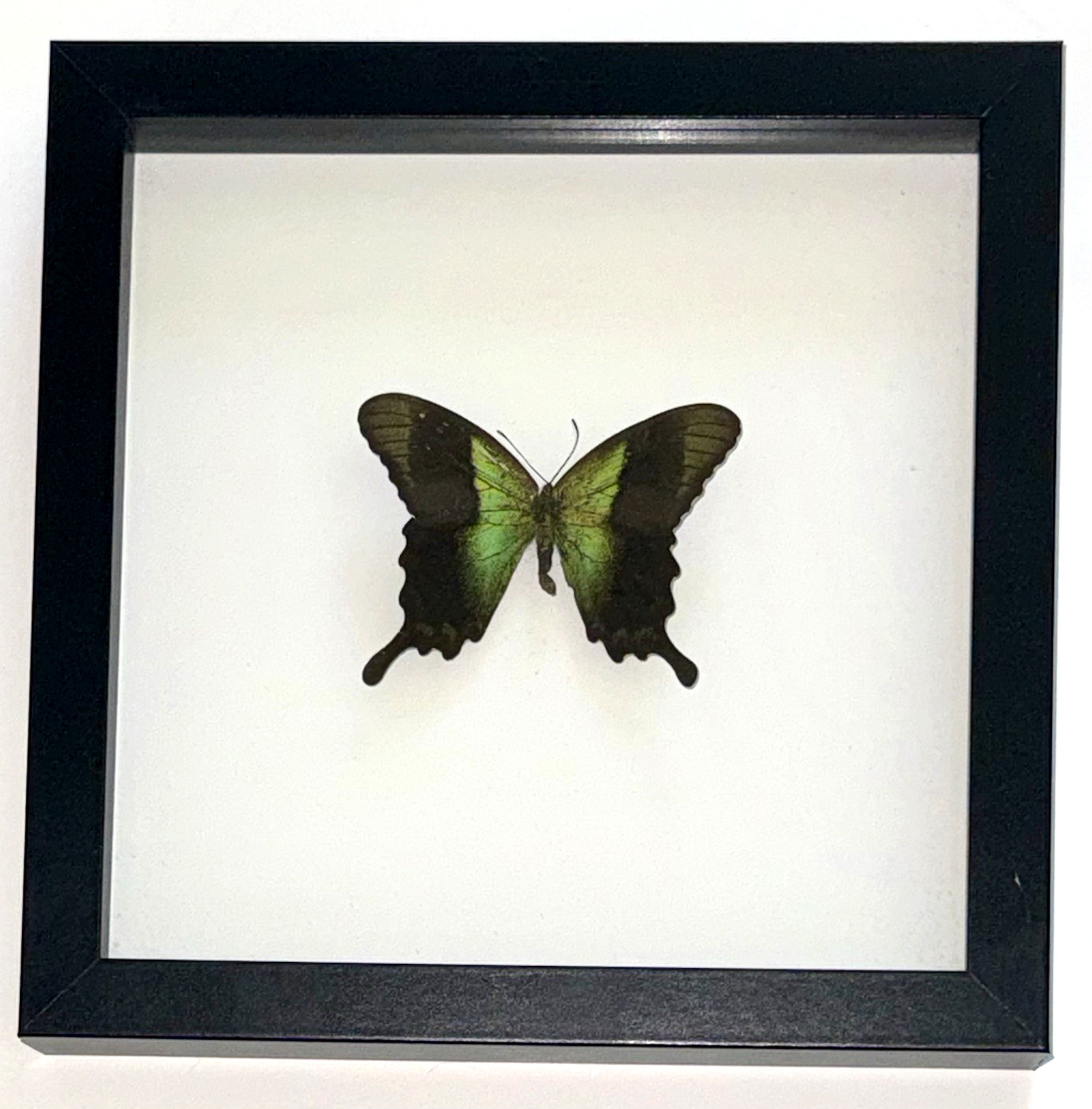 Framed Swift Peacock Swallowtail Butterfly   (Papilio peranthus)