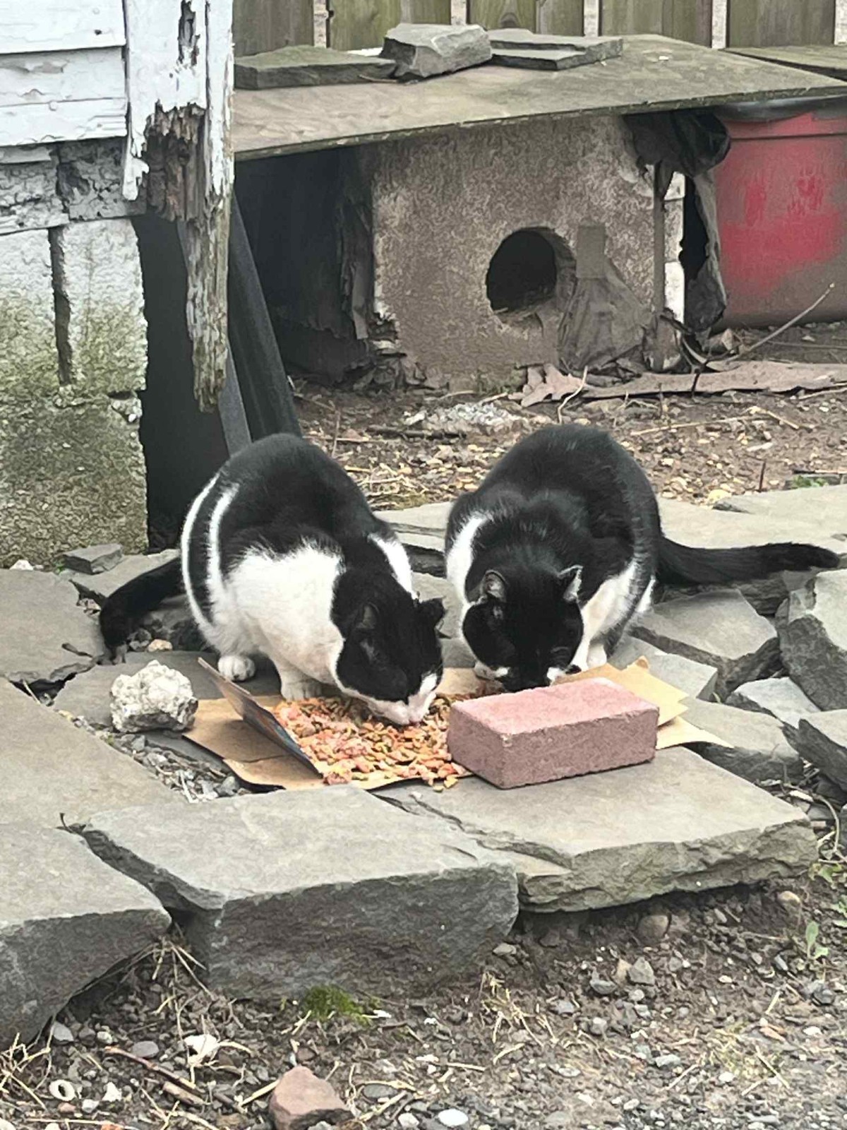 😻CHARITY😸 Feed STRAY / FERAL Cats For A Month