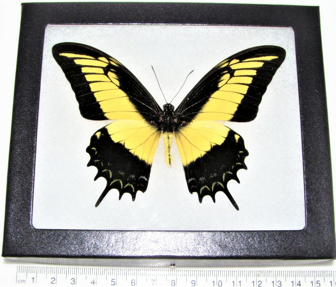 Papilio androgeus REAL FRAMED BUTTERFLY YELLOW BLACK PERU
