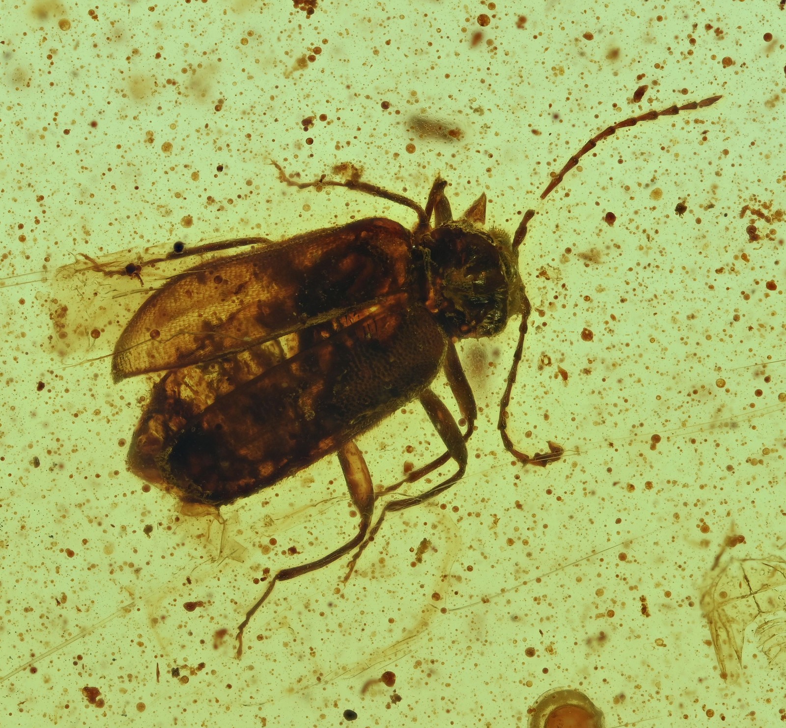 Detailed Coleoptera (Beetle), Fossil Insect Inclusions in Burmese Amber