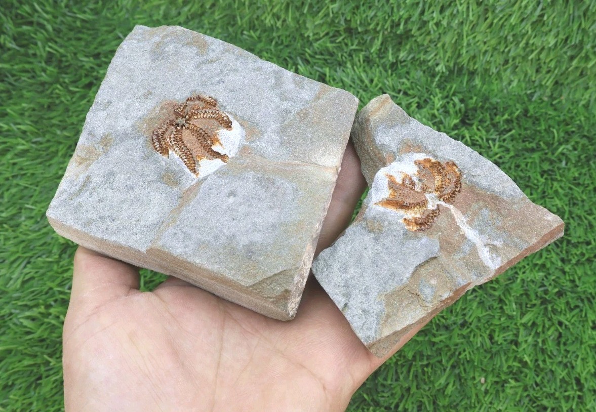 Ophiura Starfish Fossil Ordovician 485–444 Million Years Old Morocco