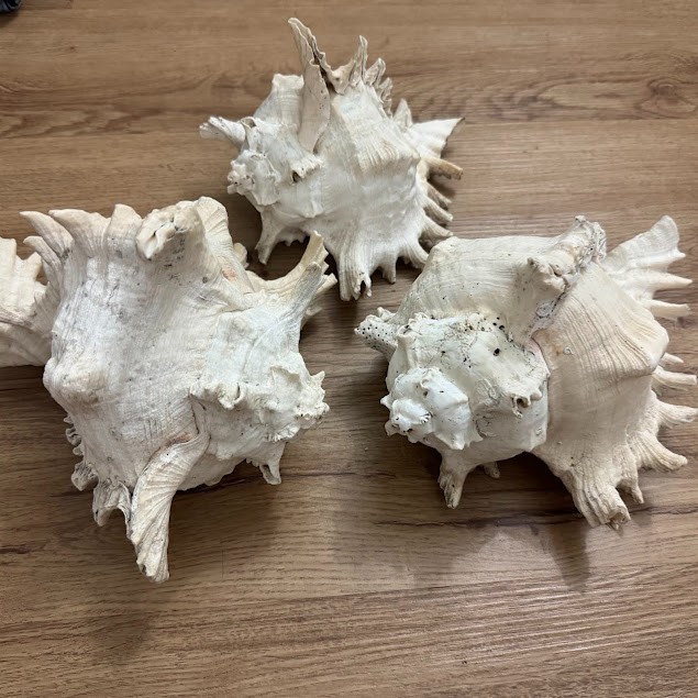3x RARE HUGE Murex Seashell From Thailand