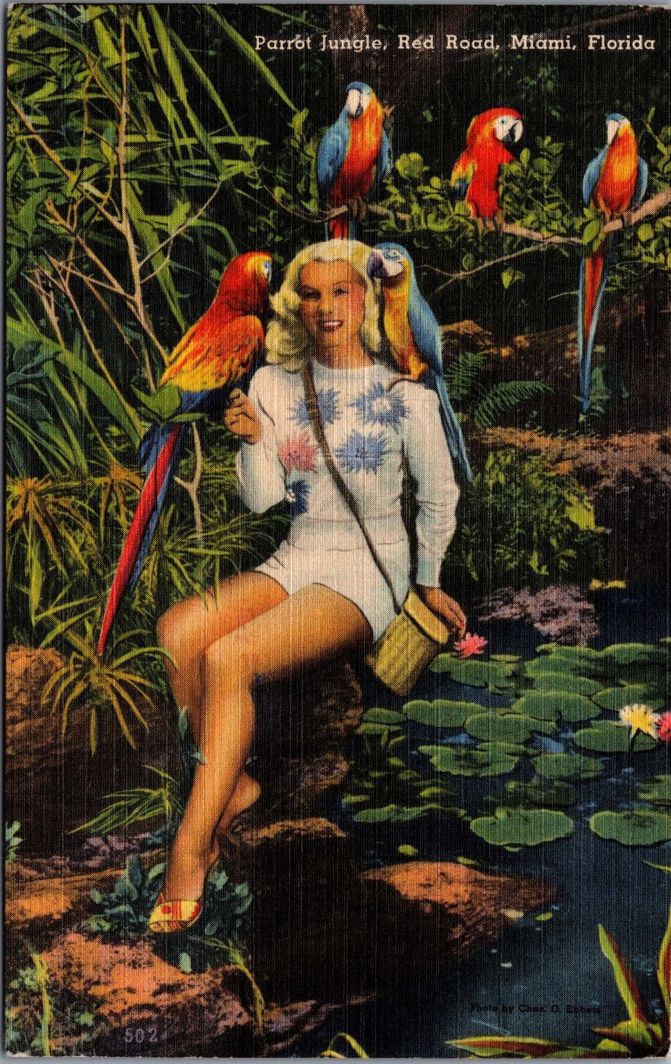 Vintage Parrot Jungle Miami FL Linen Postcard Woman Macaws Tichnor Ebel