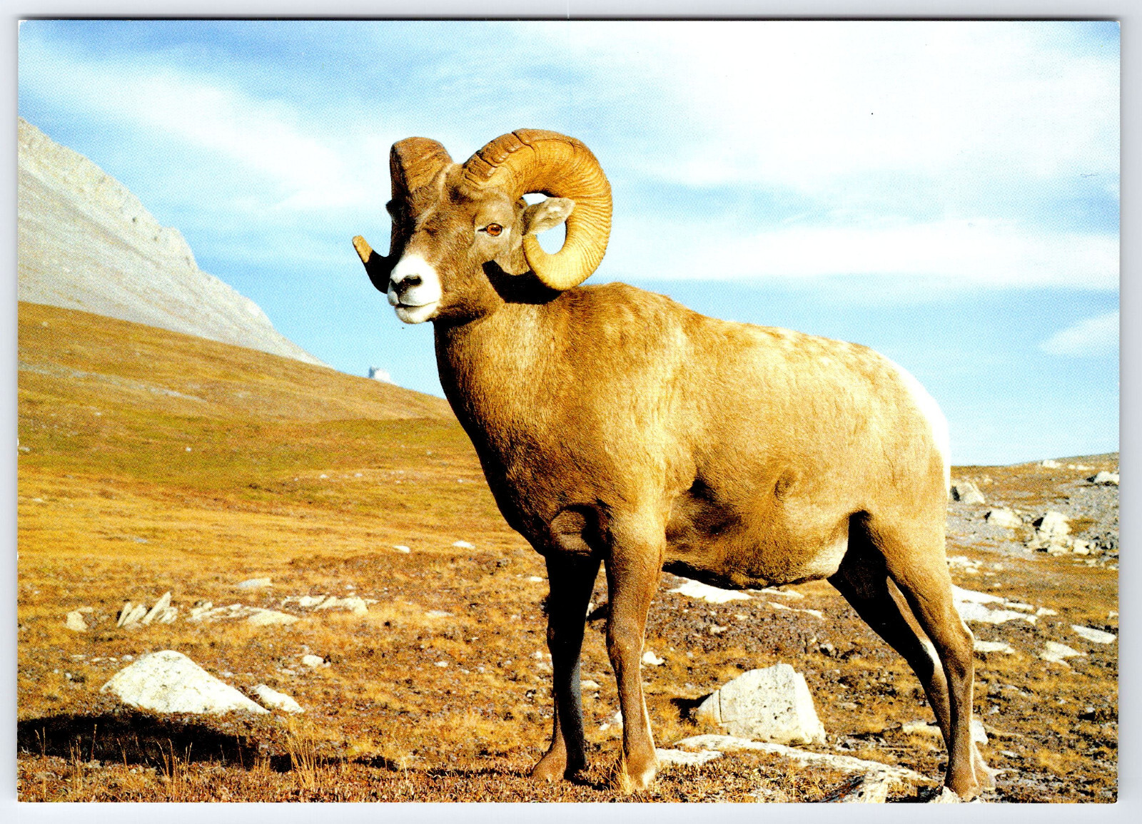 [OS1] Postcard XL size 6.75x4.75. Unused. Bighorn Sheep