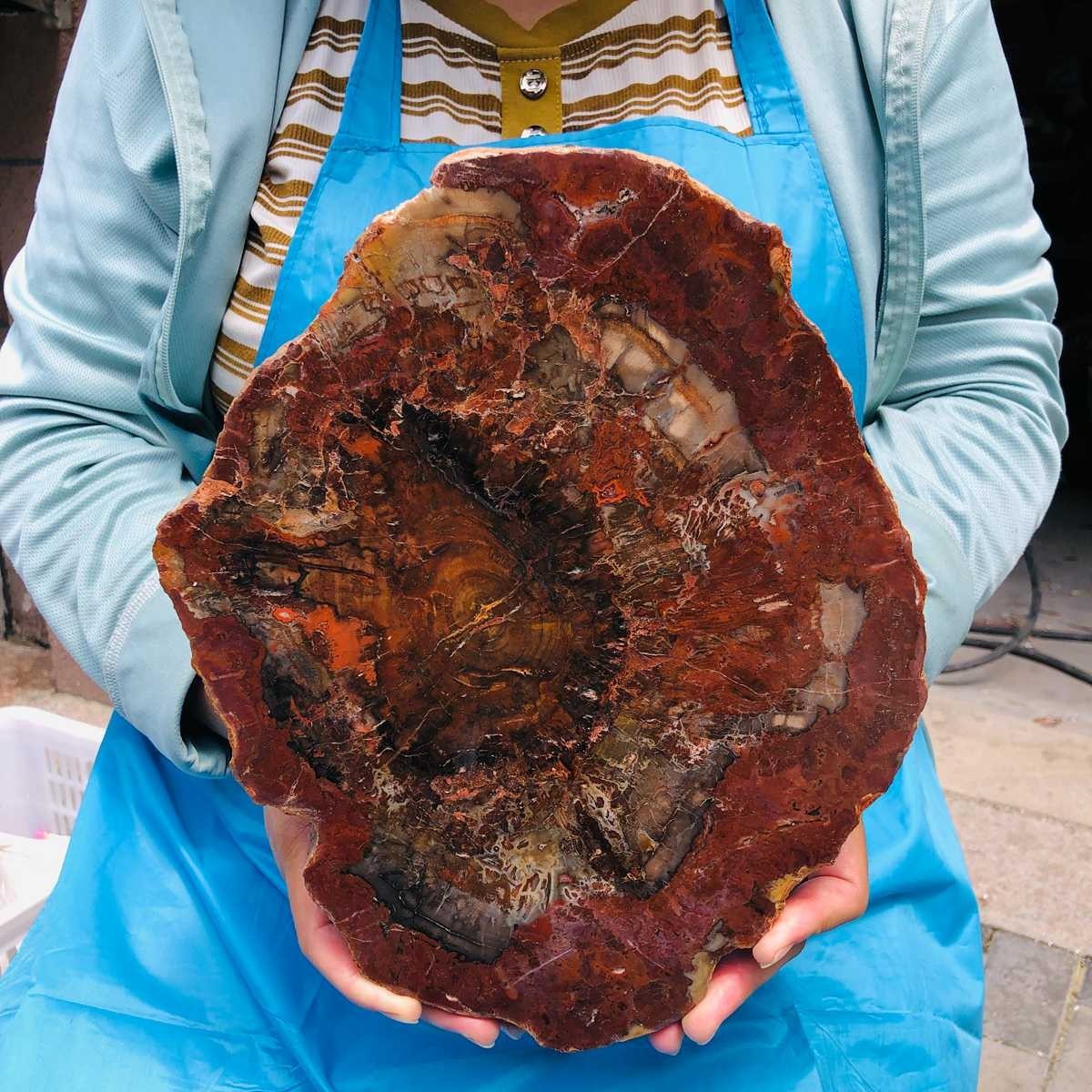 5.5LB Large Natural Petrified Wood Crystal Fossil Slice Shape Specimen Healing